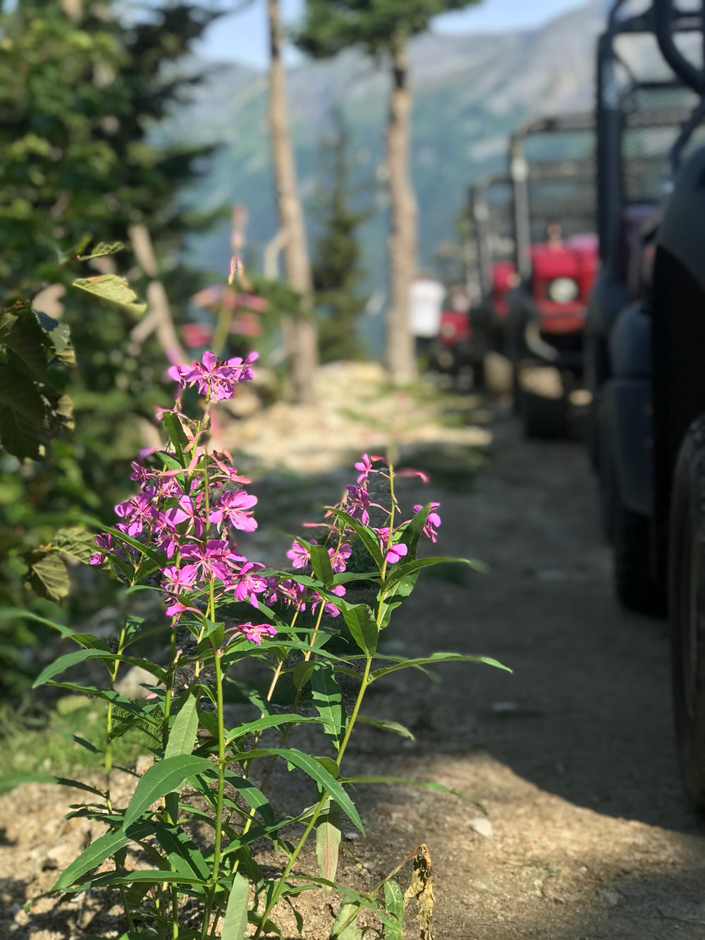 Fireweed along the Takshanuk Mountain Trail